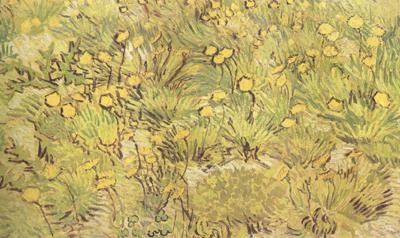 Vincent Van Gogh A Field of Yellow Flowers (nn04) Germany oil painting art